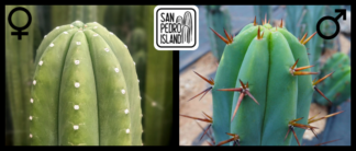 Tr. pachanoi "Chavín de Huántar" x Tr. bridgesii "Vulcano III"