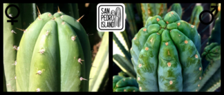 Tr. pachanoi "Chavín de Huántar" picos x Tr. pachanoi "Ganesha"