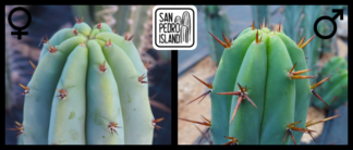 Tr. pachanoi "Griseus" x Tr. bridgesii "Vulcano III"