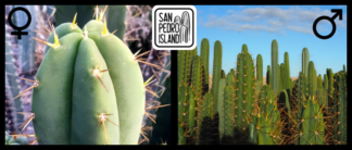 Tr. bridgesii x Open Pollinated