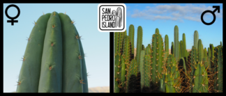 Tr. pachanoi "Giganteus" x Open Pollinated