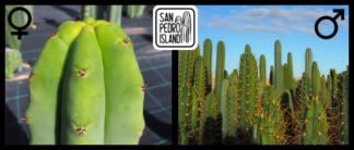 Tr. pachanoi "Red Spine" x Open Pollinated