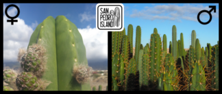 Tr. scopulicola x Open Pollinated