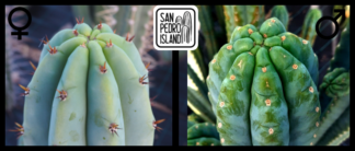 Tr. pachanoi "Griseus" x Tr. pachanoi "Ganesha"