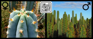 Tr. peruvianus "Río Lurín" x Open Pollinated