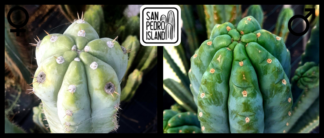 Tr. pachanoi "Spiro" x Tr. pachanoi "Ganesha"