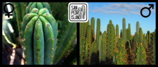 Tr. pachanoi "Blue Slim Jim" x Open Pollinated