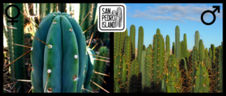 Tr. bridgesii "Blue" x Open Pollinated