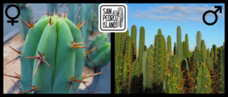 Tr. bridgesii "Vulcano 3" x Open Pollinated