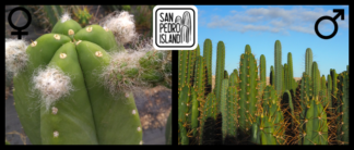 Tr. cordobensis x Open Pollinated