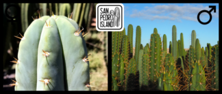 Tr. pachanoi "Blue" x Open Pollinated