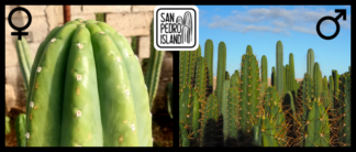 Tr. pachanoi "Vulture" x Open Pollinated