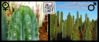 Tr. pachanoi var. santaensis x Open Pollinated