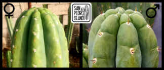 Tr. pachanoi "Triangle" x Tr. pachanoi "Vulture"