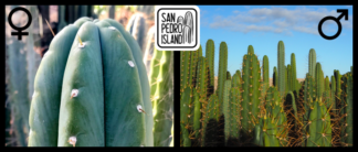 Tr. pachanoi var. santaensis "Spino" x Open Pollinated