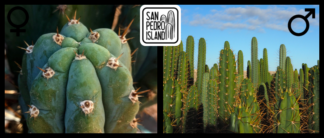 Tr. pachanoi var. santaensis #3 x Open Pollinated