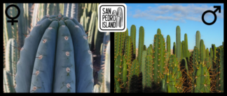 Tr. peruvianus "10 inch" x Open Pollinated