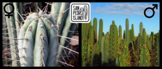 Tr. peruvianus "B-hole" x Open Pollinated