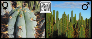 Tr. peruvianus "Matucana" x Open Pollinated