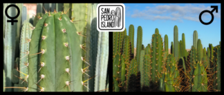 Tr. peruvianus "Pierre" x Open Pollinated