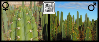 Tr. peruvianus var. cuzcoensis x Open Pollinated