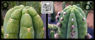 Tr. pachanoi "Triangle" x Tr. pachanoi "Trapeze"