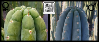 Tr. pachanoi "Triangle" x Tr. peruvianus "10 inch"