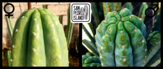 Tr. pachanoi "Vulture" x Tr. pachanoi "Ganesha"