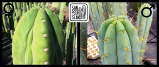 Tr. pachanoi "Tilt" x Tr. bridgesii "Las Cruces"