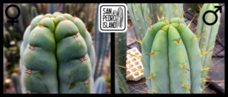 Tr. pachanoi var. santaensis x Tr. bridgesii "Las Cruces"