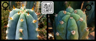 Tr. pachanoi var. santaensis #3 x Tr. peruvianus "Río Lurín"