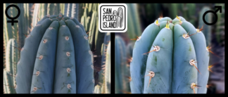 Tr. peruvianus "10 inch" x Tr. peruvianus "San Pedro Island"