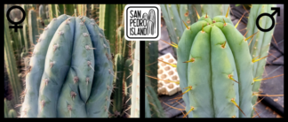 Tr. peruvianus "Crocodile" x Tr. bridgesii "Las Cruces"