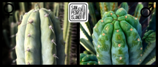 Tr. peruvianus "Matucana Special" x Tr. pachanoi "Ganesha"