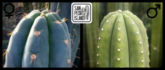 Tr. peruvianus "Matucana" x Tr. pachanoi "Chavín de Huántar"