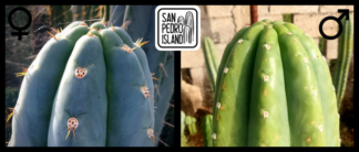 Tr. peruvianus "Matucana" x Tr. pachanoi "Vulture"