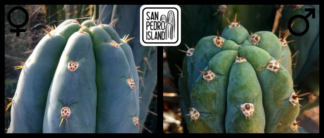 Tr. peruvianus "Matucana" x Tr. pachanoi var. santaensis #3