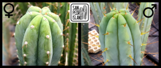 Tr. peruvianus "Río Lurín" x Tr. bridgesii "Las Cruces"