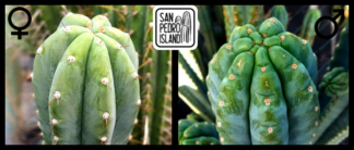 Tr. peruvianus "Río Lurín" x Tr. pachanoi "Ganesha"