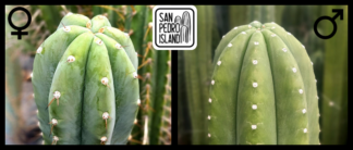 Tr. peruvianus "Río Lurín" x Tr. pachanoi "Chavín de Huántar"