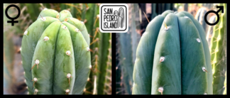 Tr. peruvianus "Río Lurín" x Tr. pachanoi var. santaensis "Spino"