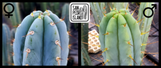 Tr. peruvianus "San Pedro Island" x Tr. bridgesii "Las Cruces"