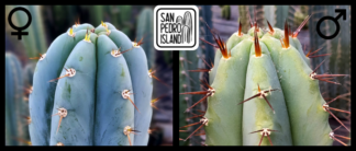 Tr. peruvianus "San Pedro Island" x Tr. bridgesii "Vulcano 5"