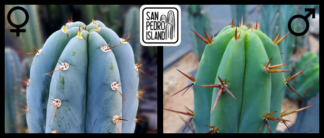 Tr. peruvianus "San Pedro Island" x Tr. bridgesii "Vulcano III"