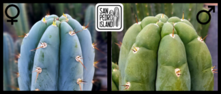 Tr. peruvianus "San Pedro Island" x Tr. pachanoi "Triangle"