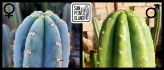 Tr. peruvianus "San Pedro Island" x Tr. pachanoi "Vulture"