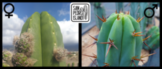 Tr. scopulicola x Tr. bridgesii "Vulcano III"