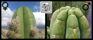 Tr. scopulicola x Tr. pachanoi "Triangle"