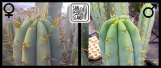 Tr. bridgesii "Big Blue Bridgesii" x Tr. bridgesii "Las Cruces"