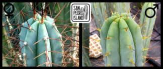 Tr. bridgesii "Vulcano 7" x Tr. bridgesii "Las Cruces"